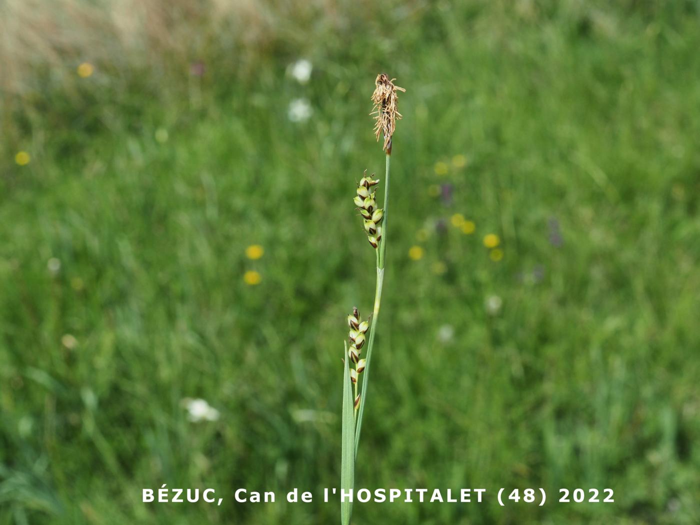 Sedge, Carnation plant